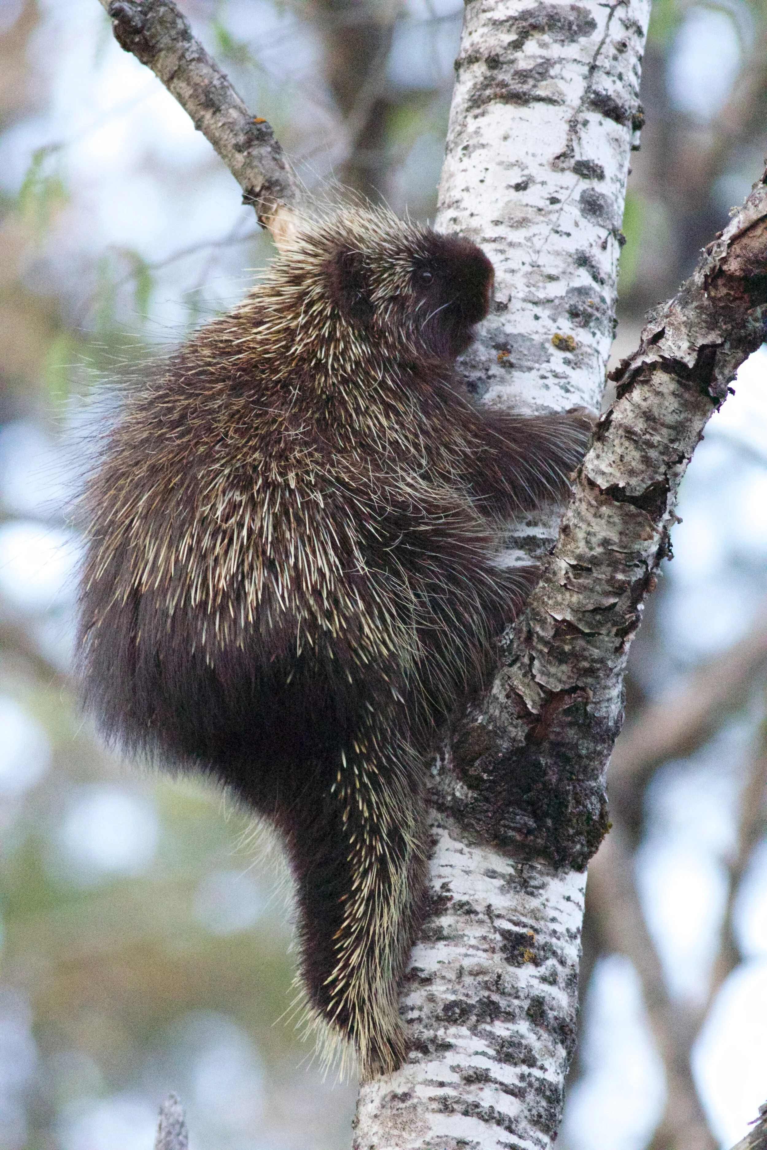 Forces of Nature Summer Camp: Mammals! (week 2)