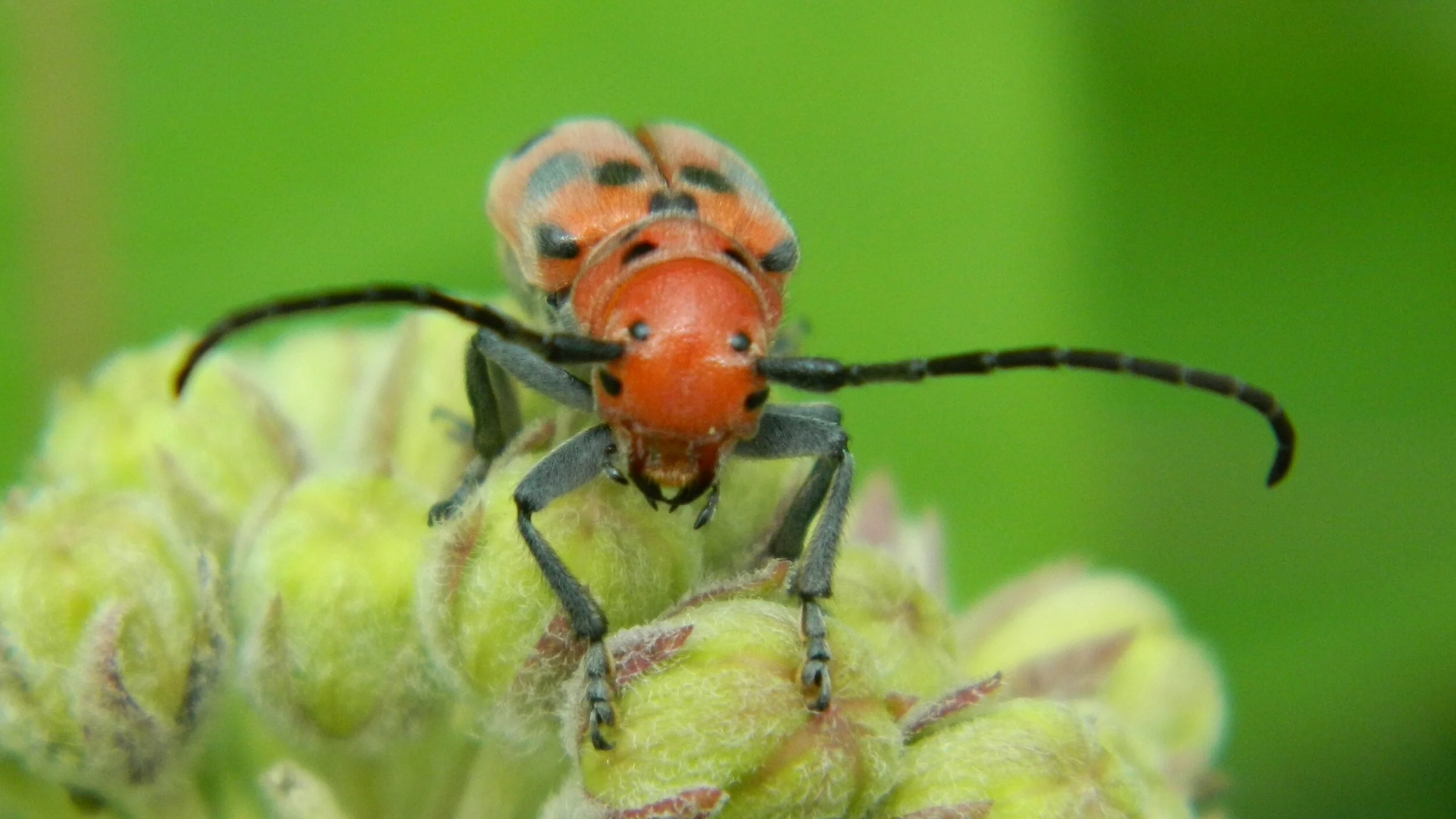 Forces of Nature Summer Camp: Insects! (Week 4)