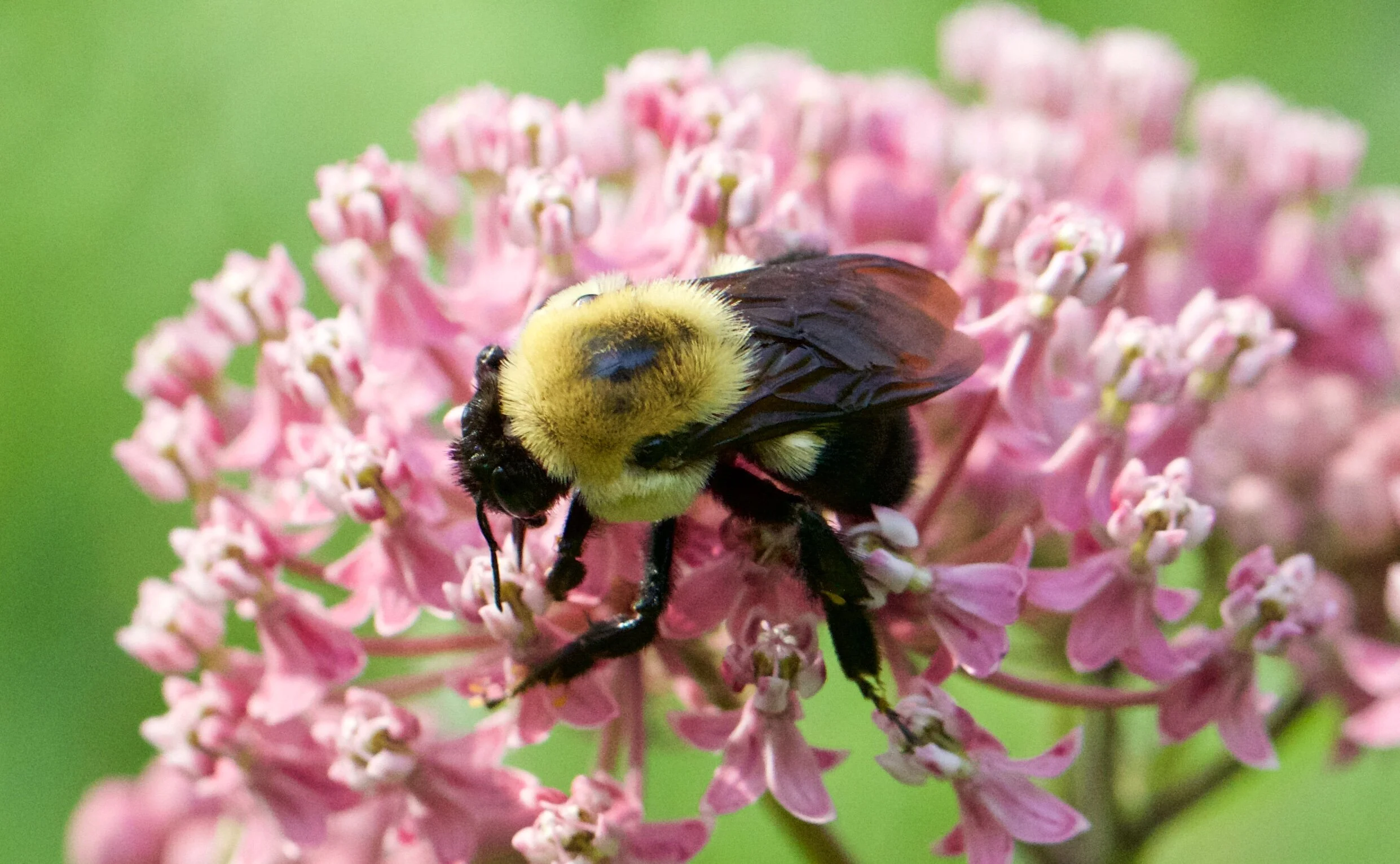 Forces of Nature: Pollinators and Flowers