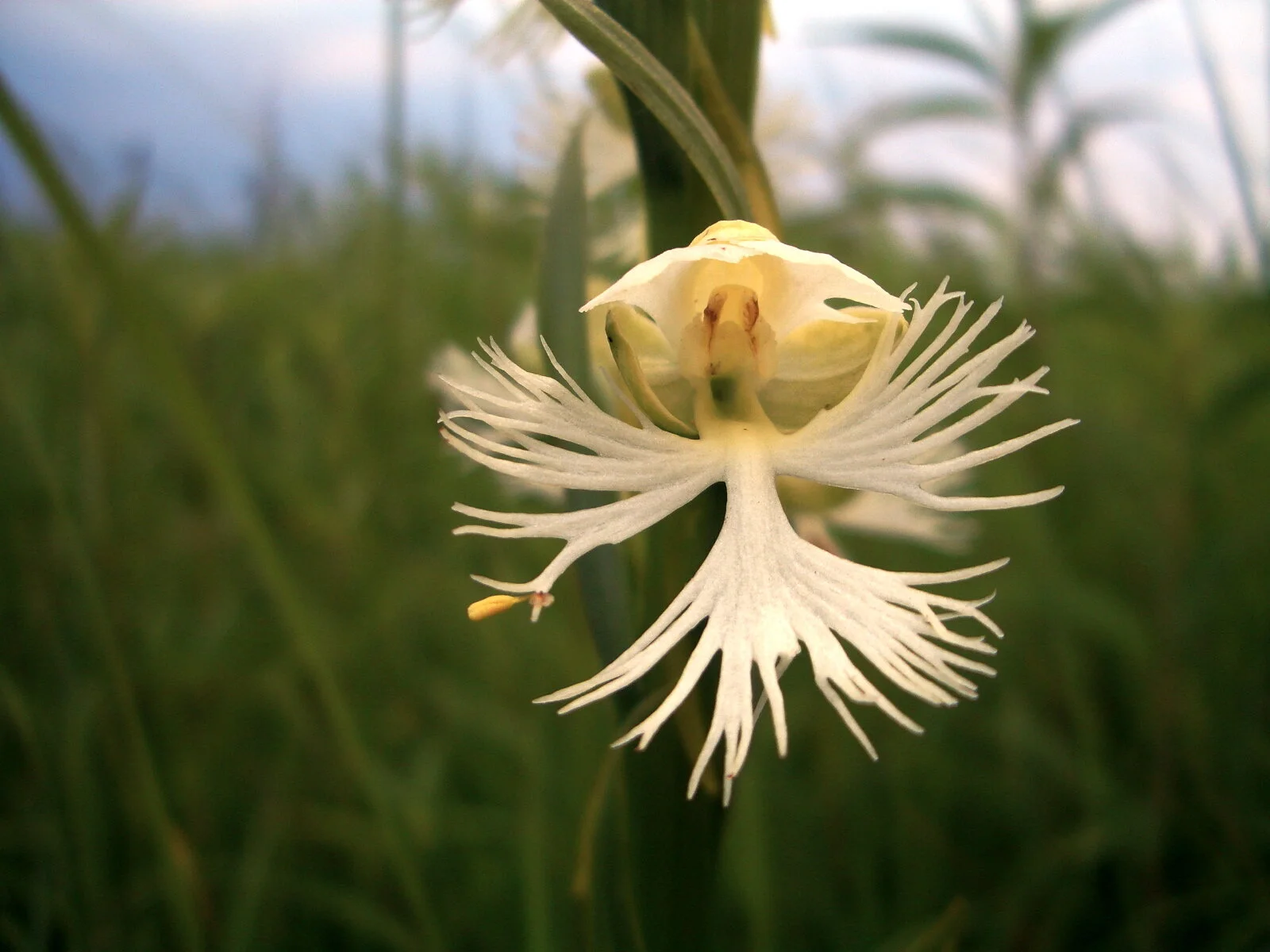 Orchid Count from Faville Grove