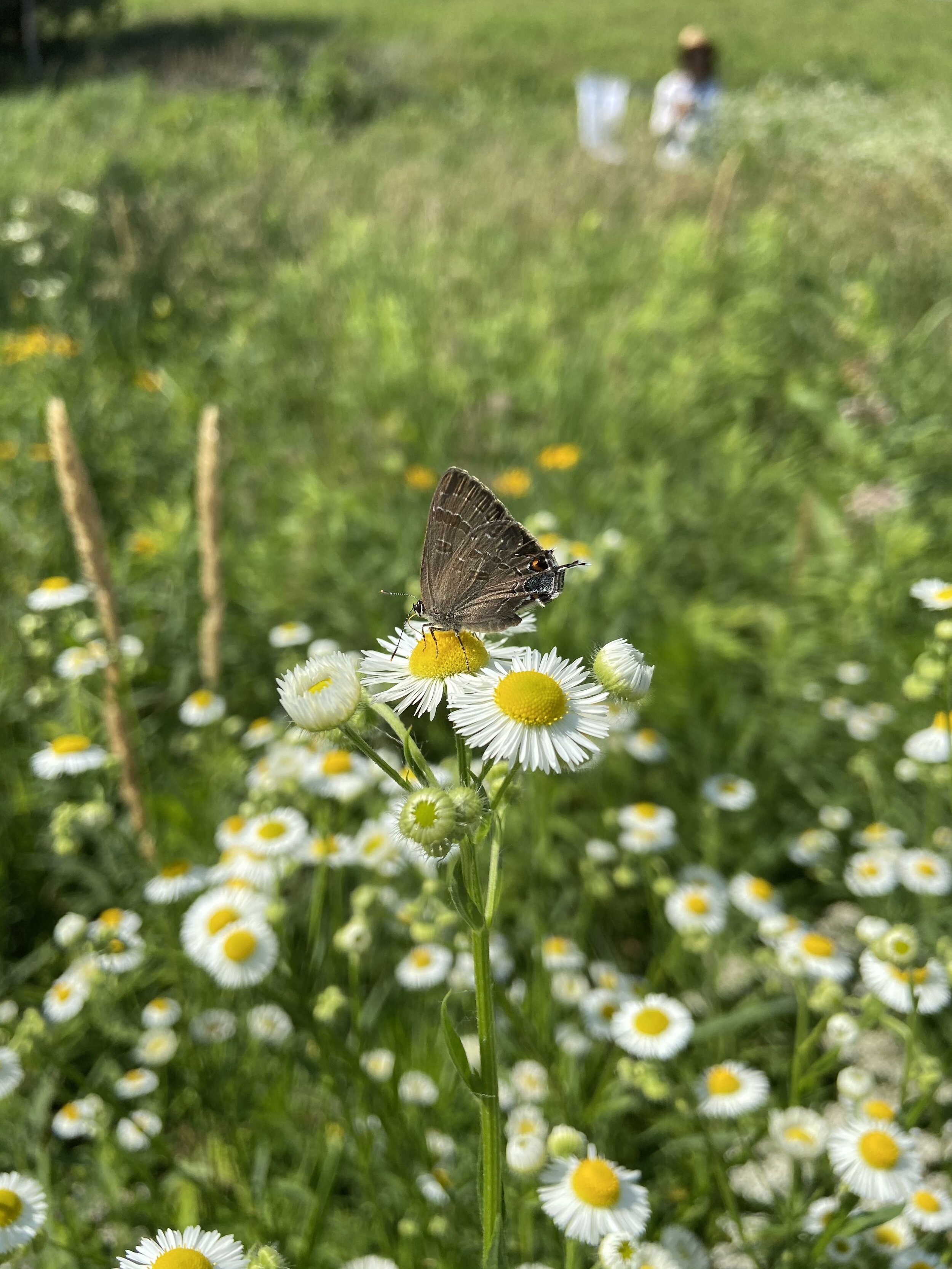 Goose Pond Sanctuary Butterfly Count 2020
