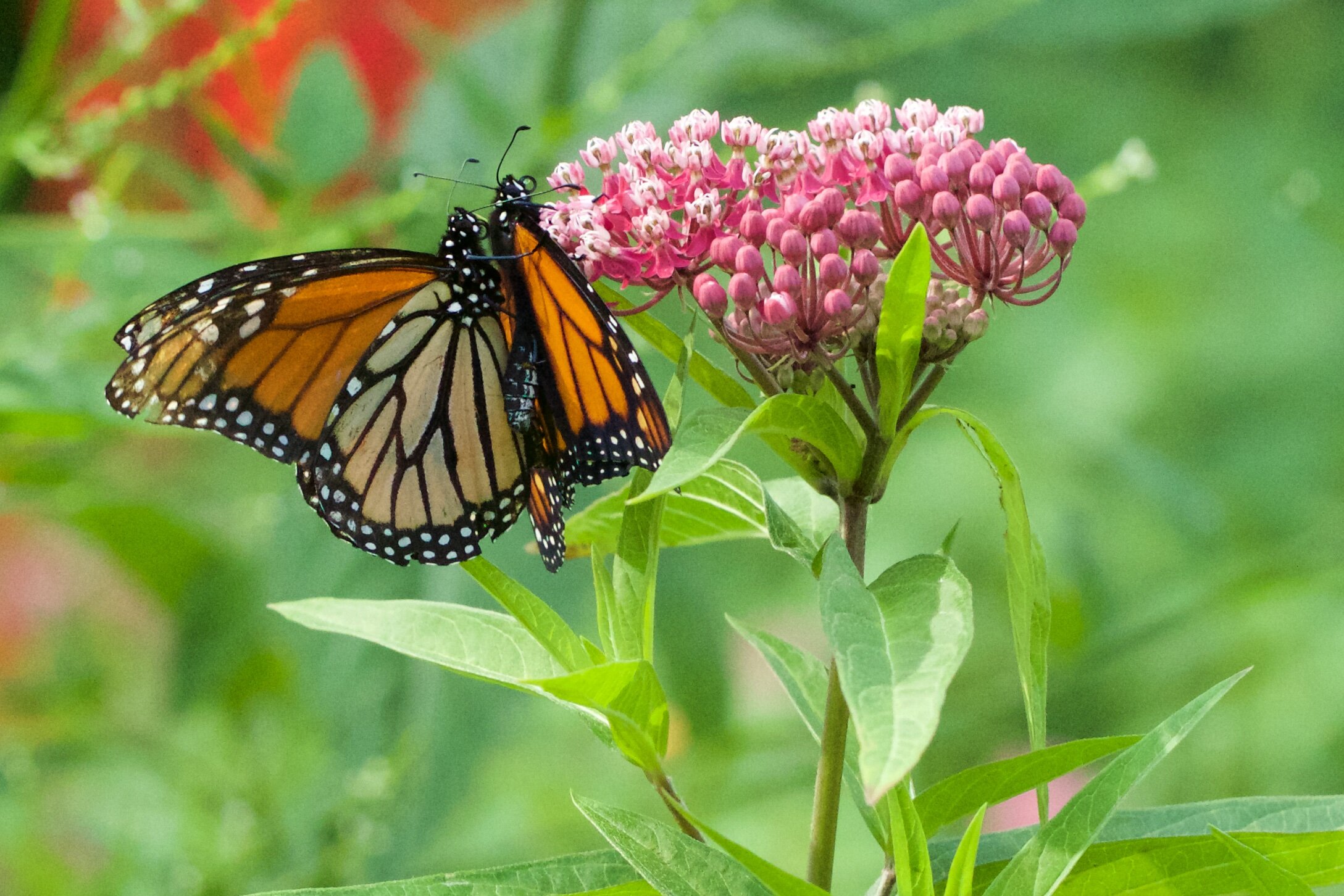 Monarchs on swamp milkweed 2 - AK.jpg