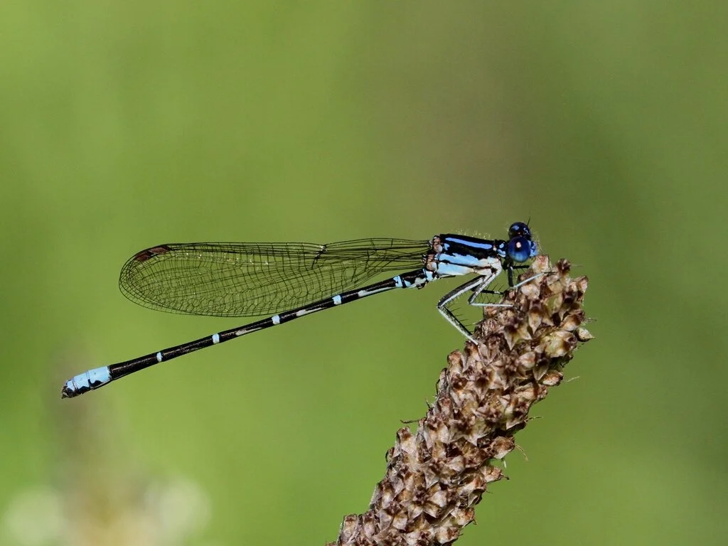 Dan Jackson: Dragonflies and Damselflies
