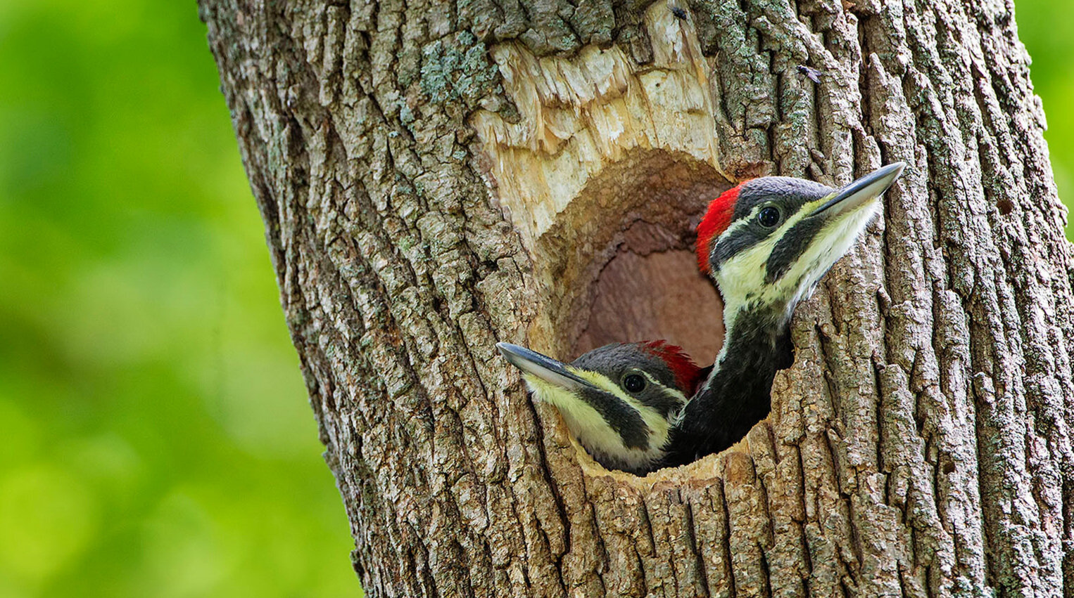 Pileate+woodpecker+chicks++-+Phil+Brown+%282%29.jpg