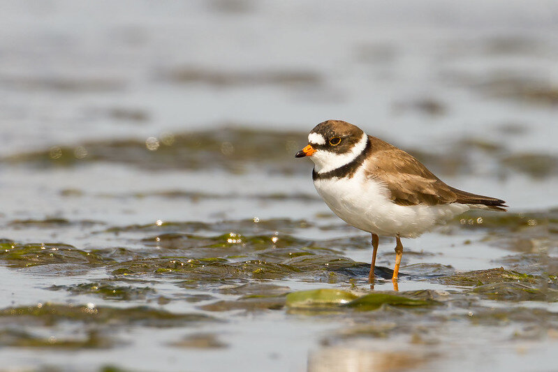 Semipalmated plover