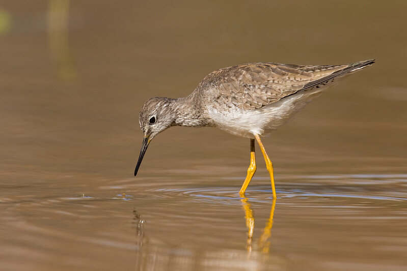 Lesser yellowlegs