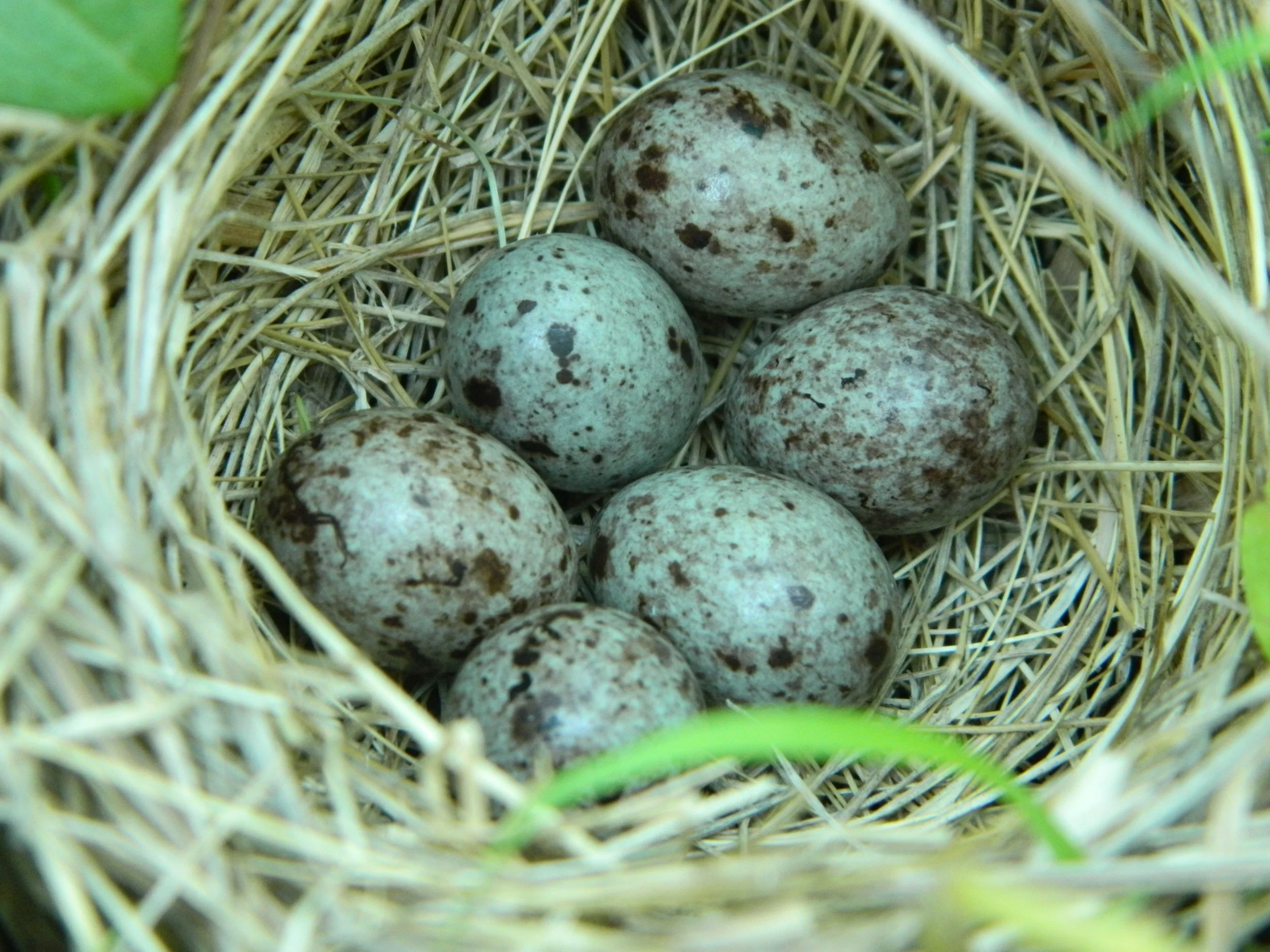 Bobolink — Madison Audubon