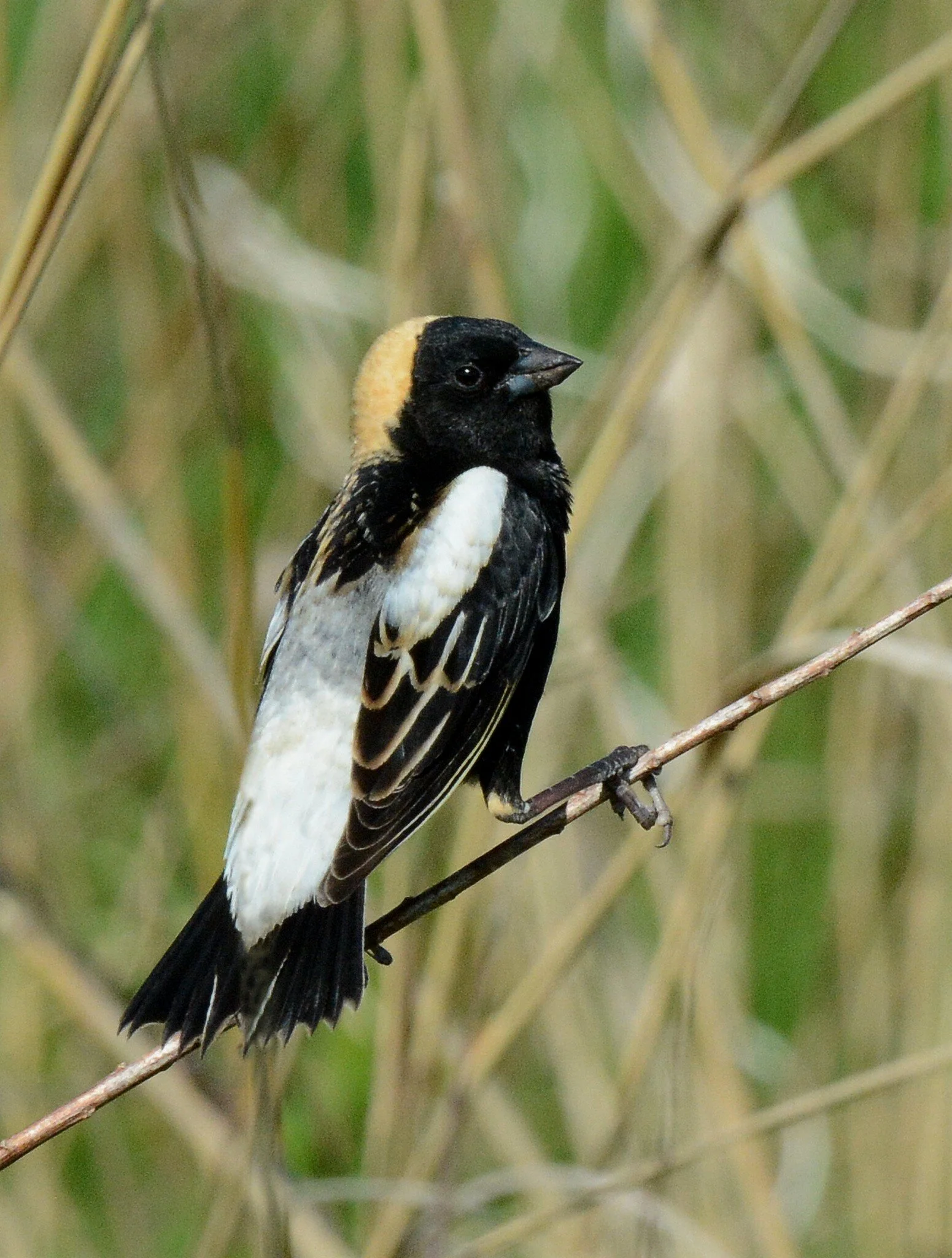 Bobolink — Madison Audubon