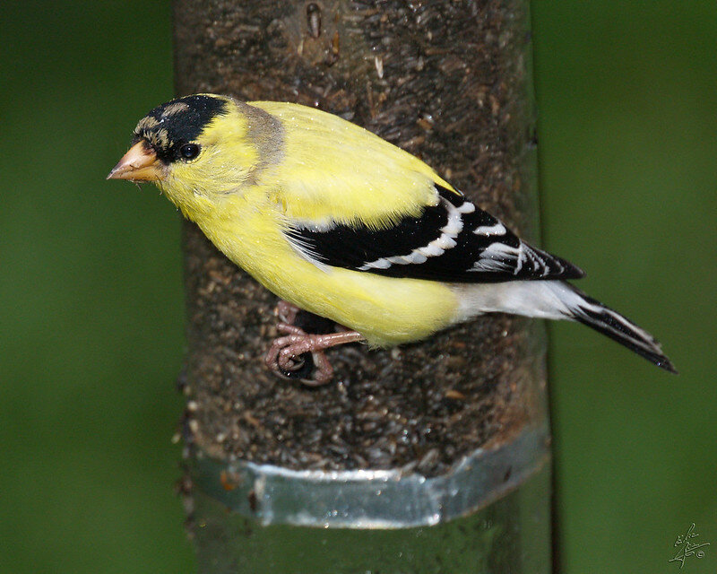 American goldfinch by Eric Bégin