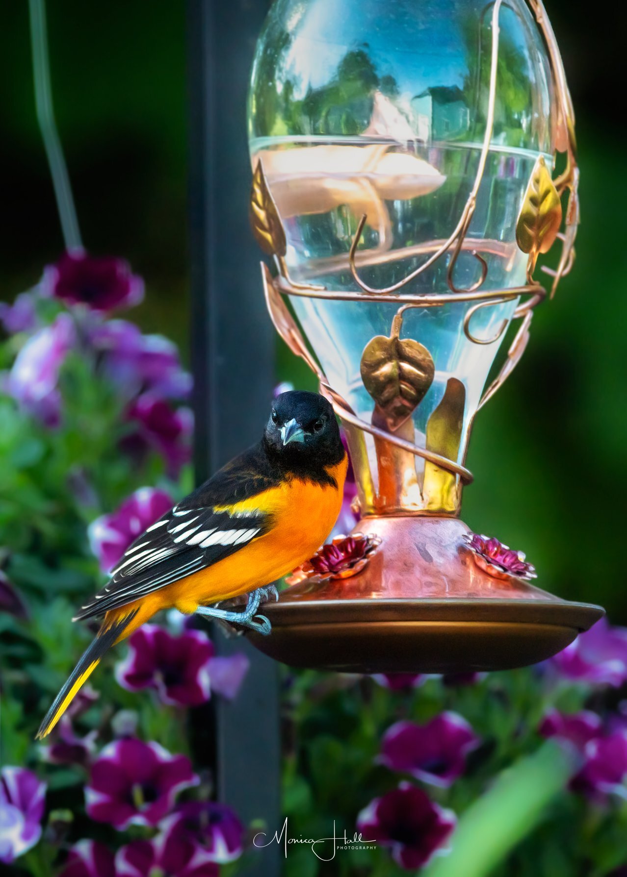 Baltimore oriole by Monica Hall