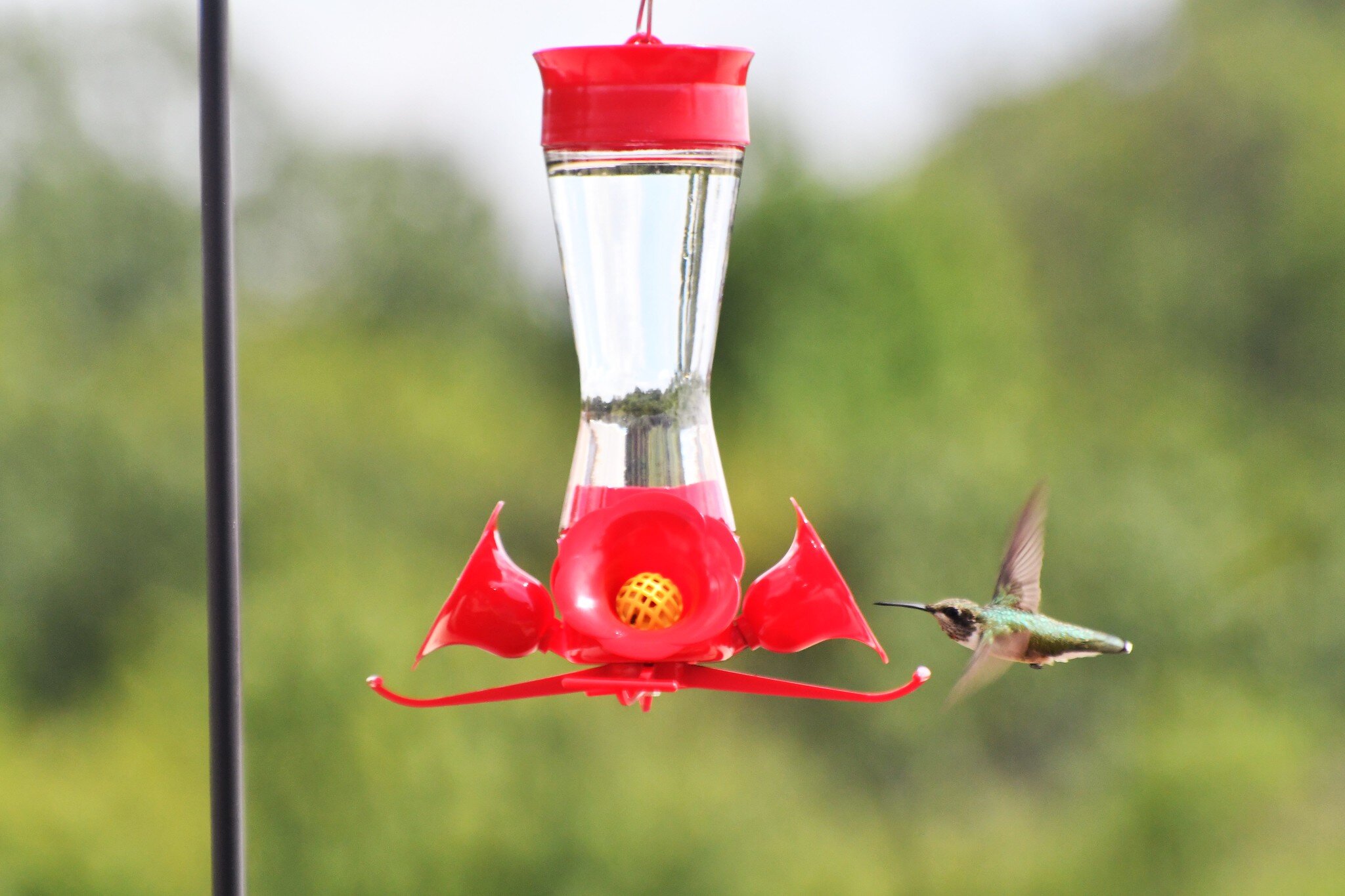 Ruby-throated hummingbird, Jim Landerkin