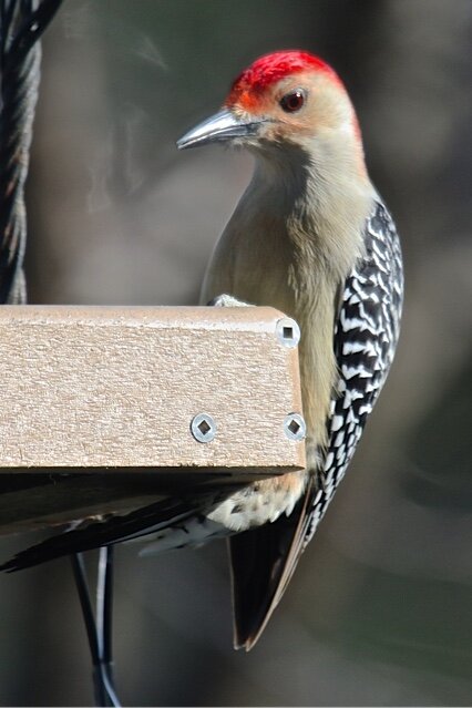 Red-bellied woodpecker, Pat Ready