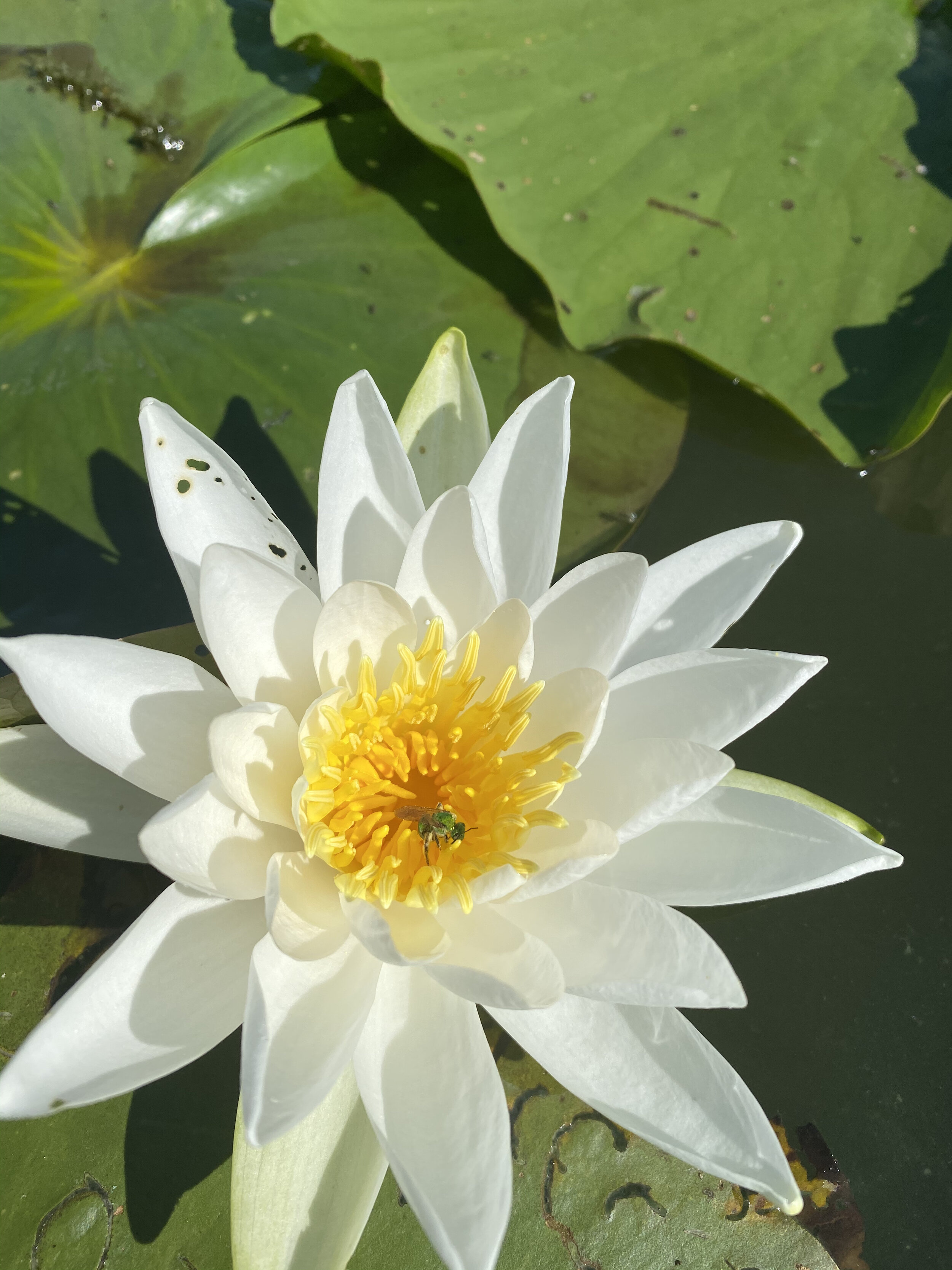 White Waterlily and Green Sweat Bee
