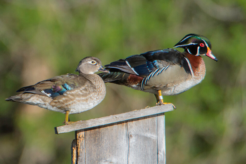 Wood Duck Pair