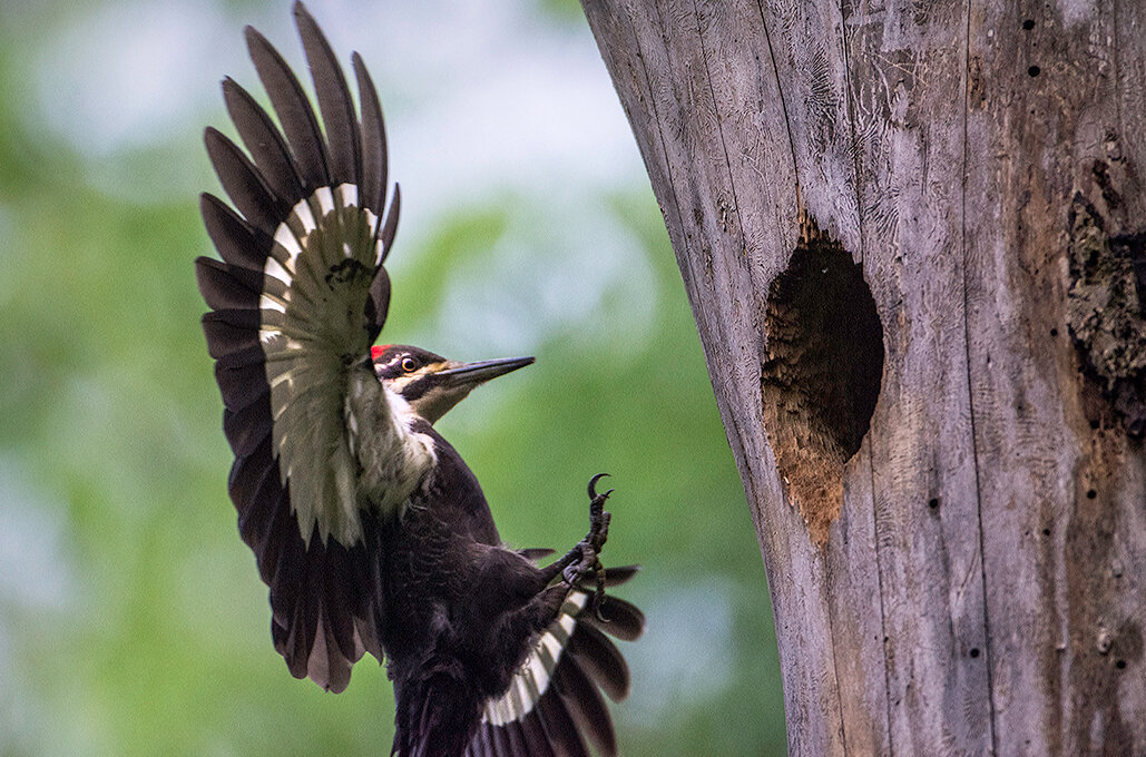 Pileated Woodpecker