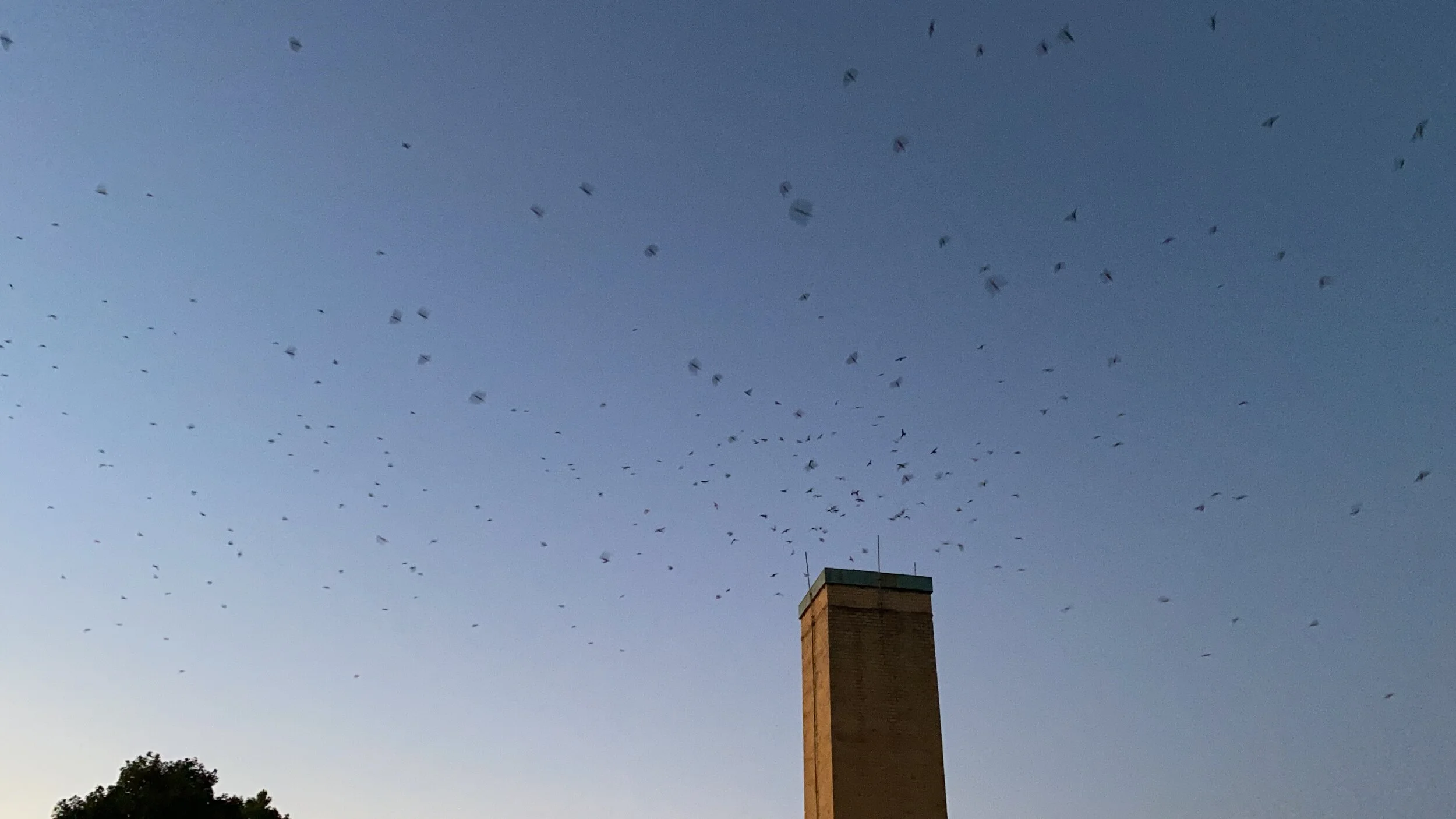 Chimney Swifts are on the Move!