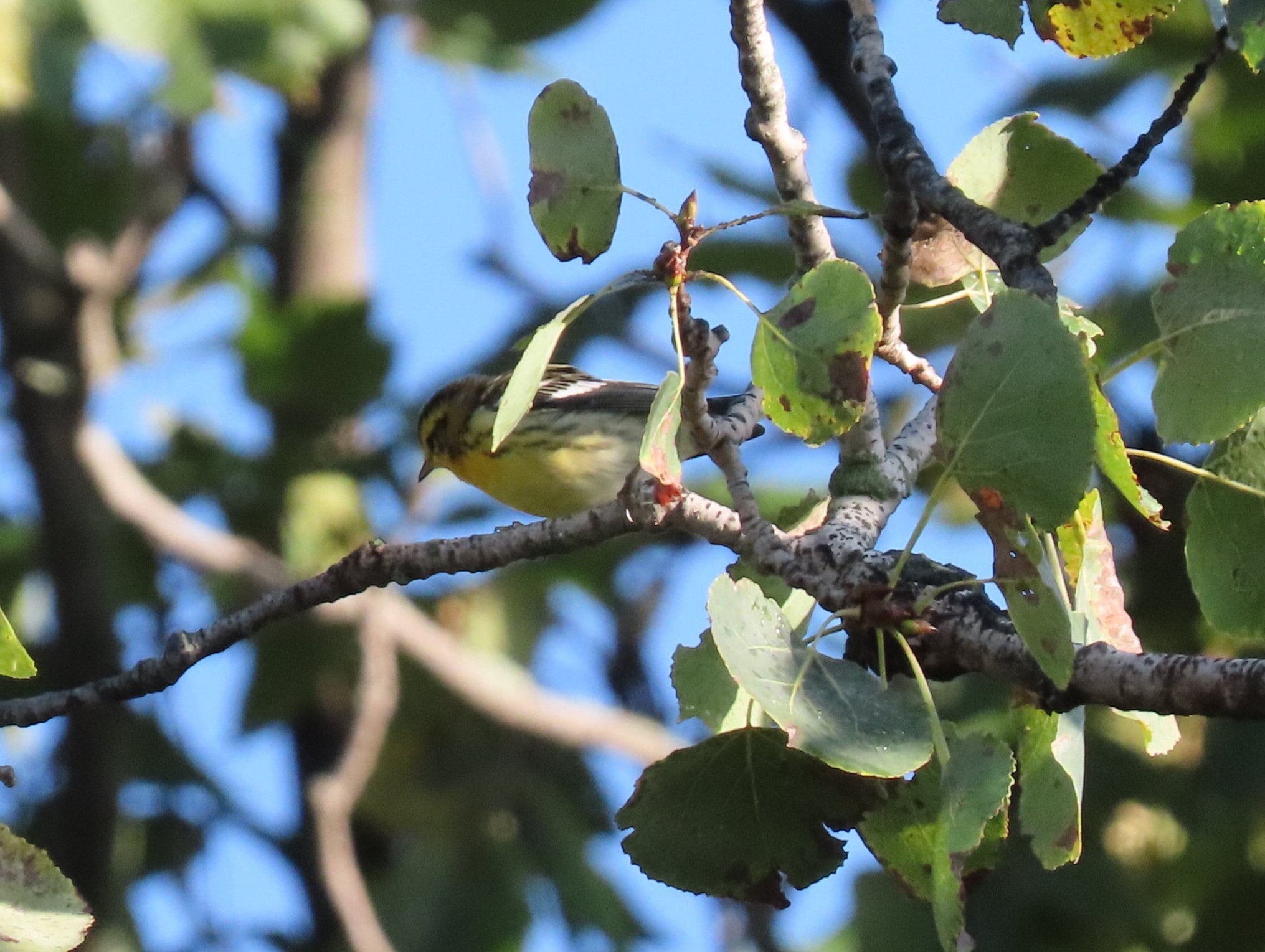 Blackburnian warbler in fall