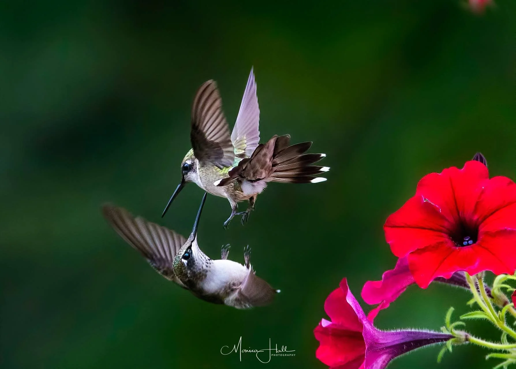 Rubythroated Hummingbird — Madison Audubon