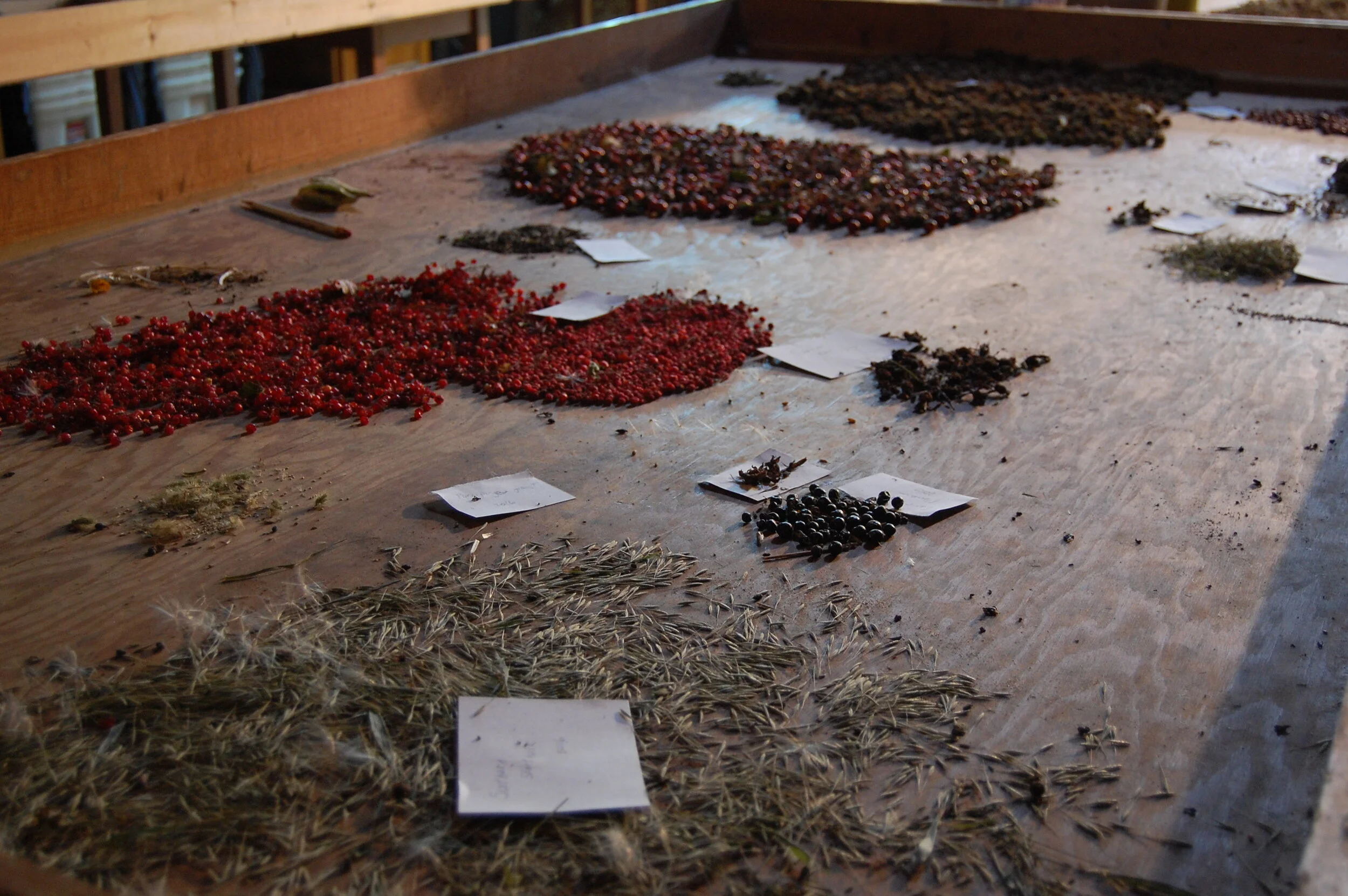 Faville Grove Update: Seed collection and cleaning