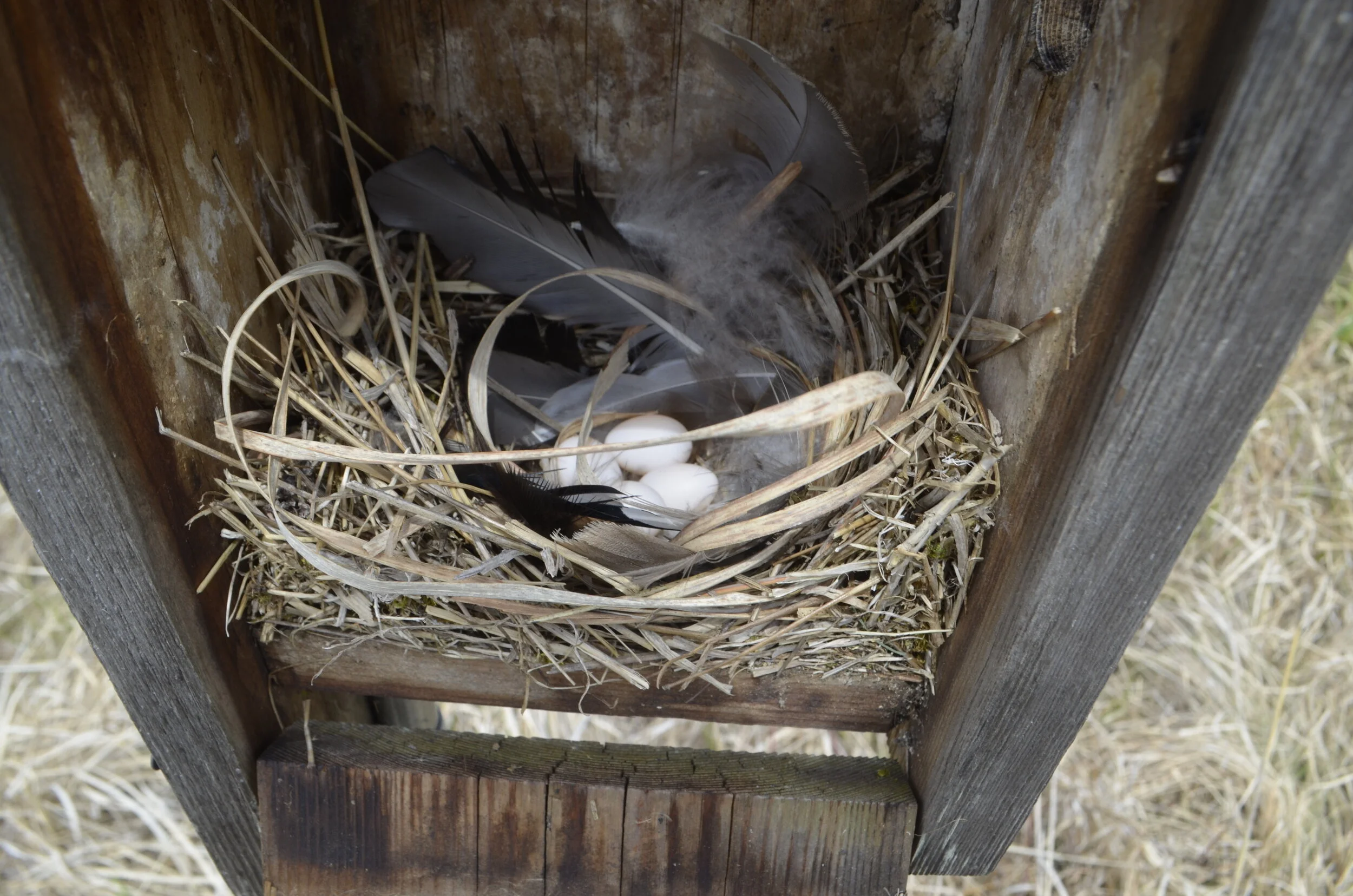 Tree Swallow — Madison Audubon