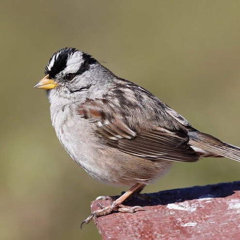 White-crowned sparrow