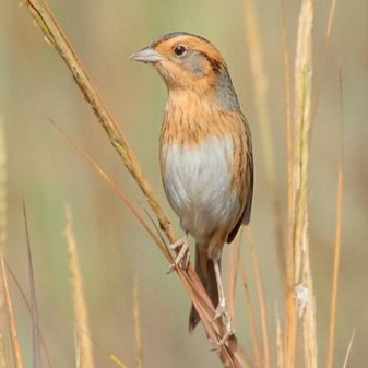 Nelson's sparrow