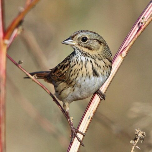 Lincoln's sparrow