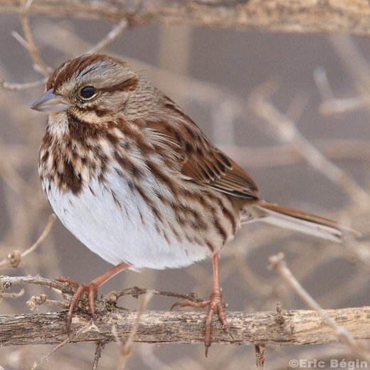 Song sparrow