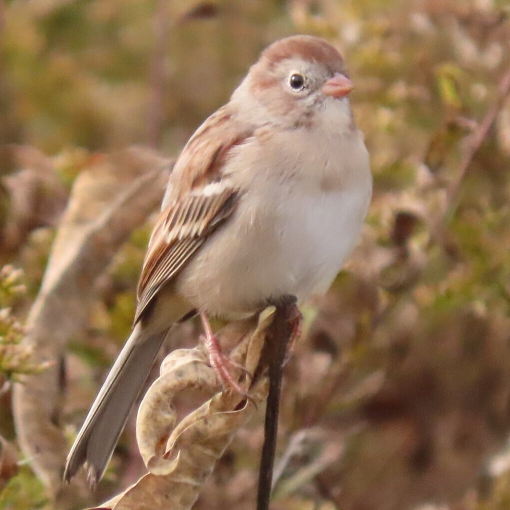 Field sparrow