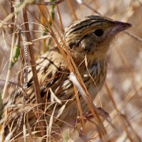 LeConte's sparrow