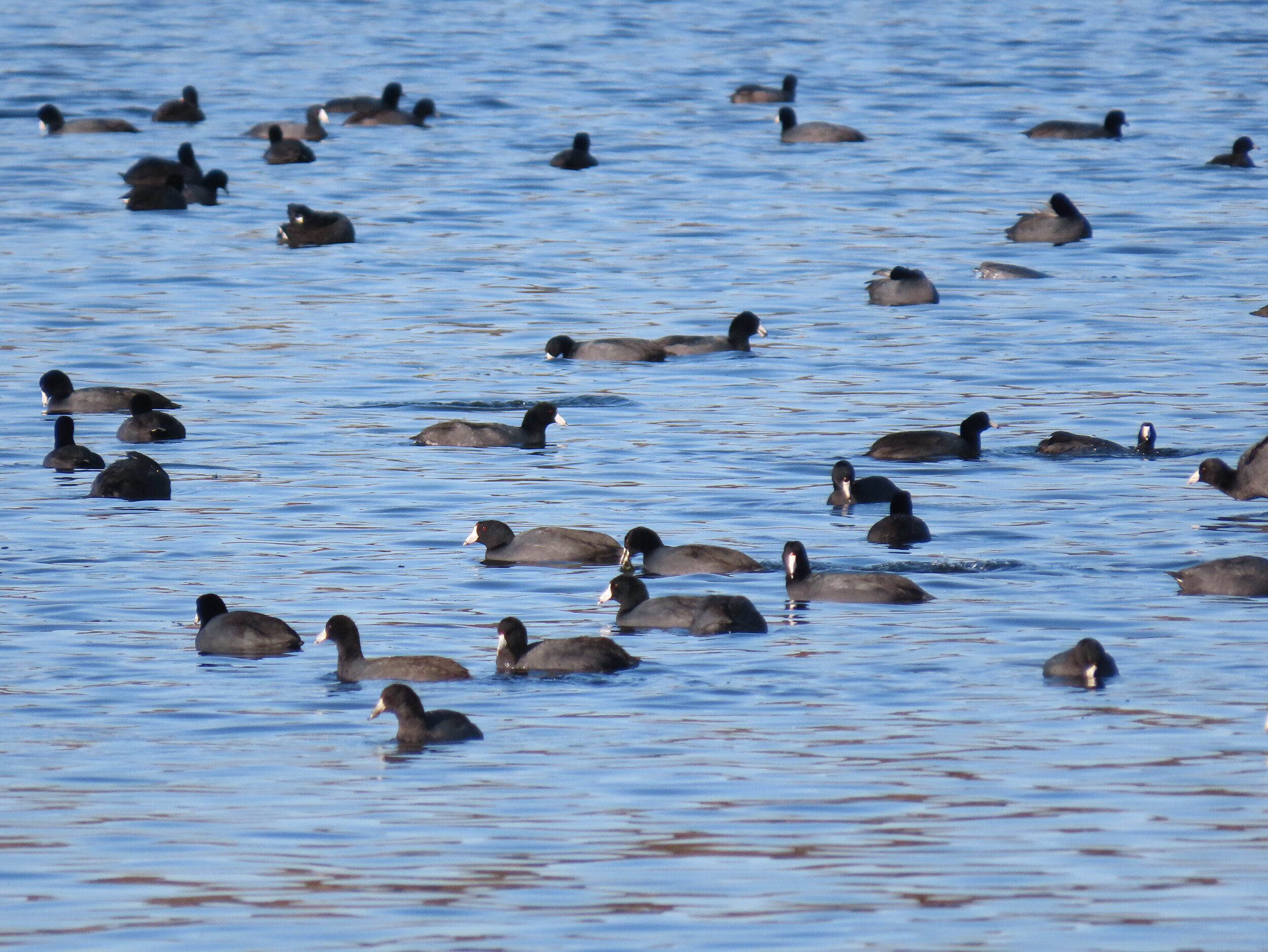 Goose Goose Duck Is a Free Among Us but With Adorable Waterfowl