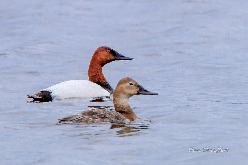 Canvasback