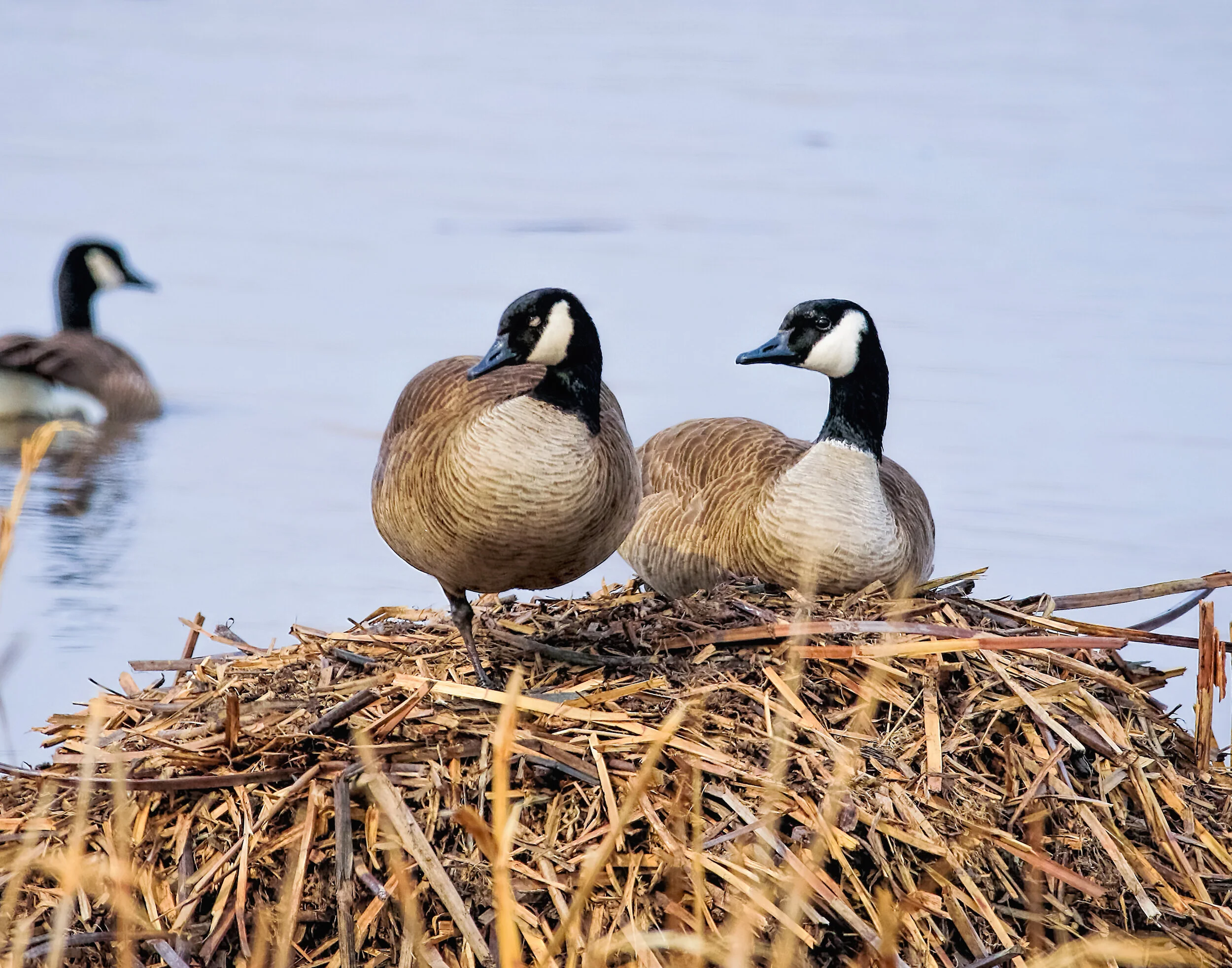 Waterfowl Basics Get Your Ducks (and Coots, and Grebes) in a Row