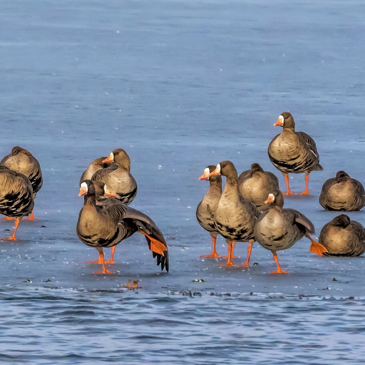 Greater white-fronted geese