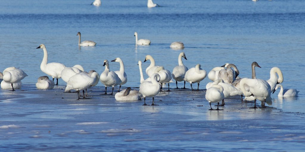 Tundra swans