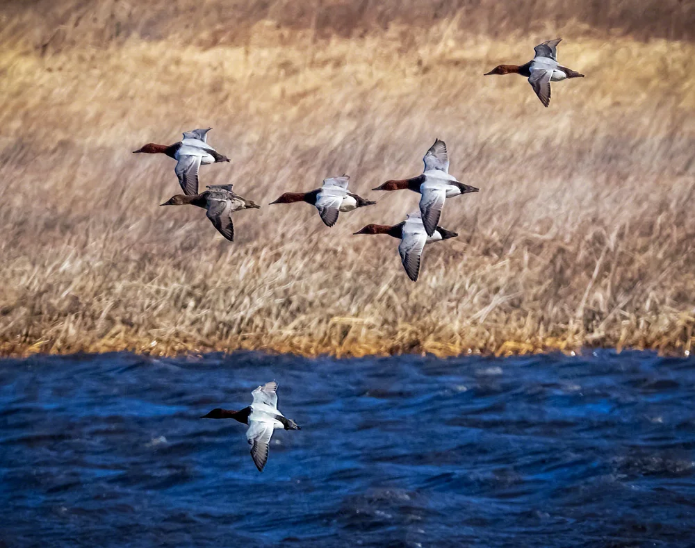 A Beginner's Guide to Duck Identification — Madison Audubon