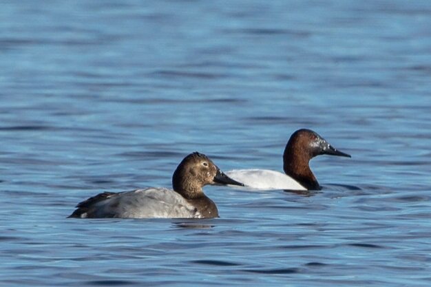 Canvasbacks