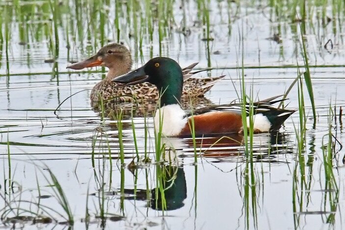 Northern shovelers