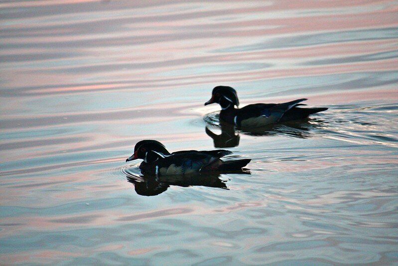 Wood ducks