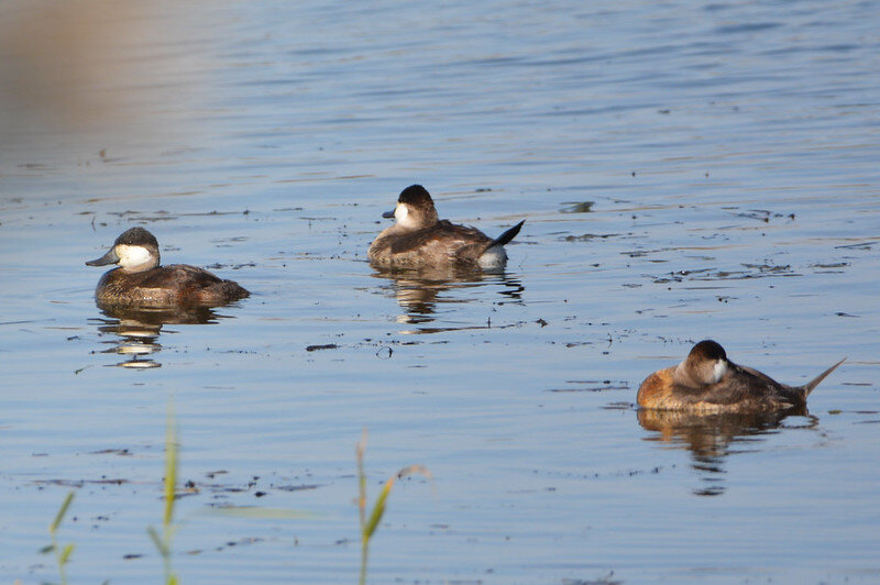 Ruddy ducks