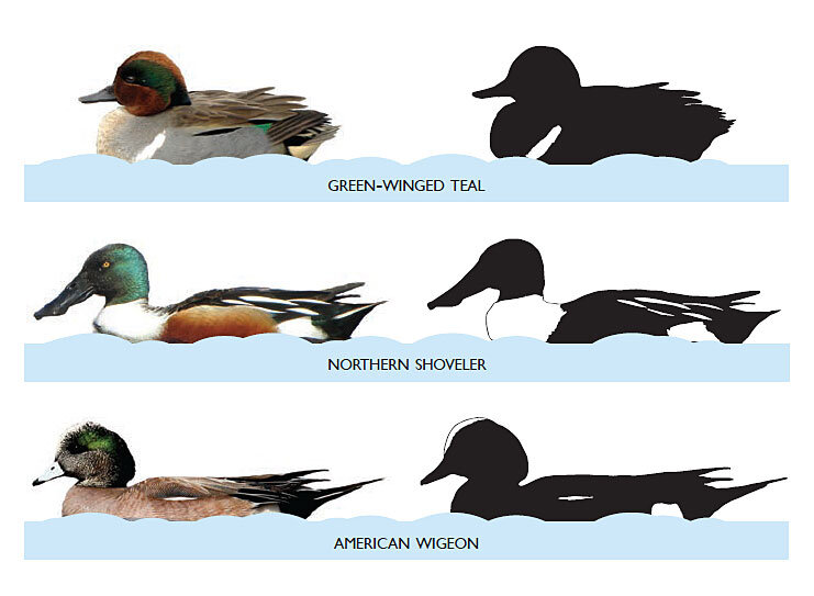 Ducks Browse by Shape, All About Birds, Cornell Lab of Ornithology