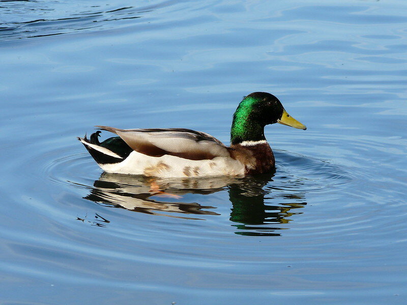 Mallard