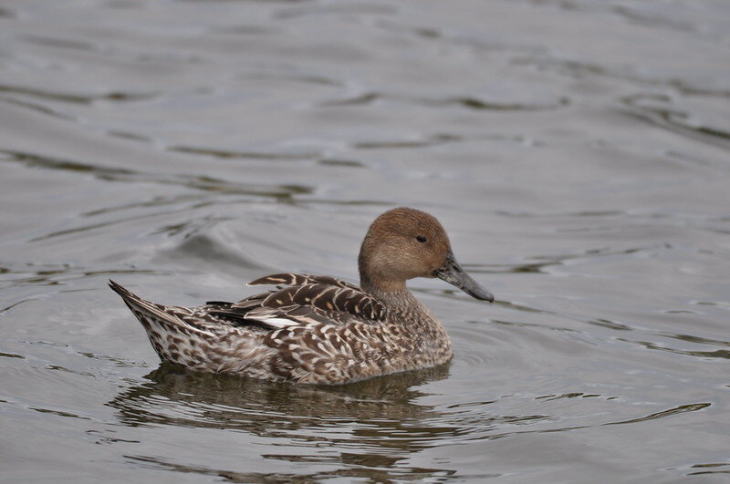 Northern pintail (female)