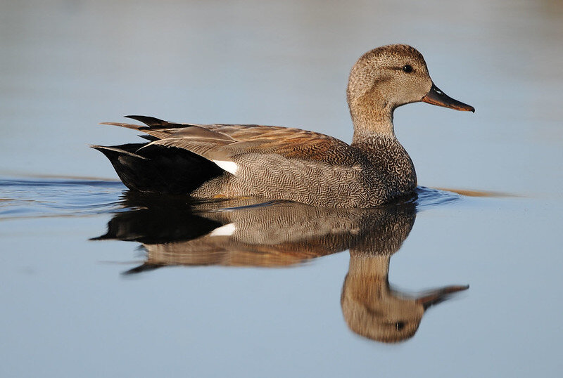 Gadwall