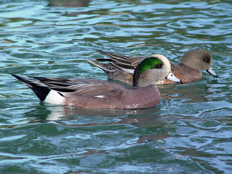 American wigeon