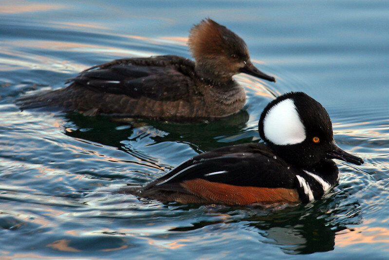 Hooded mergansers