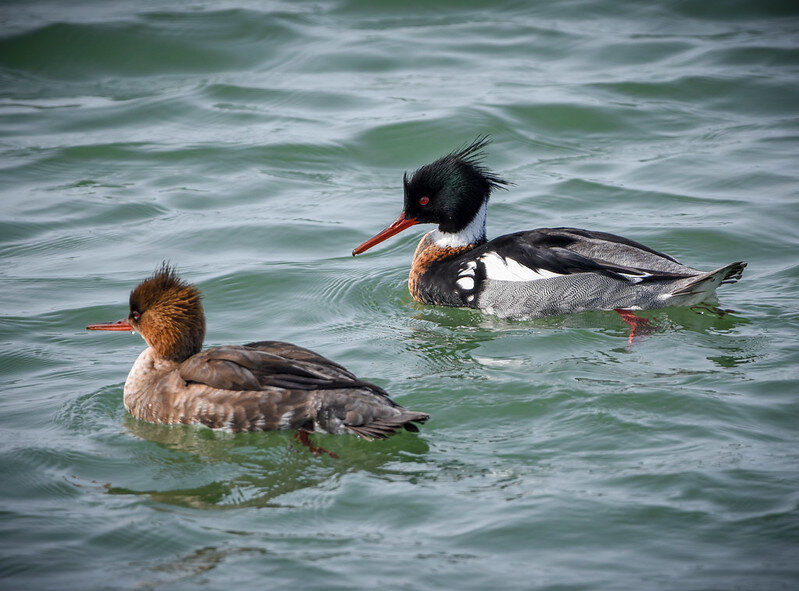 Red-breasted mergansers