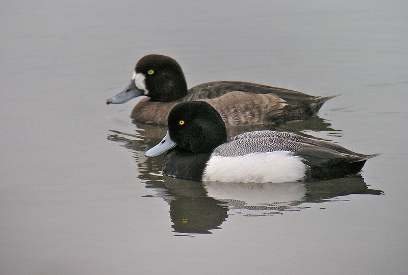 Greater scaup