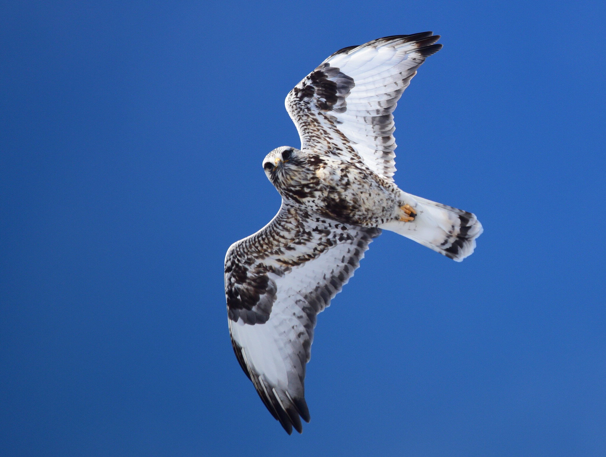 A Field Guide to Unusual Raptors of the Southern US