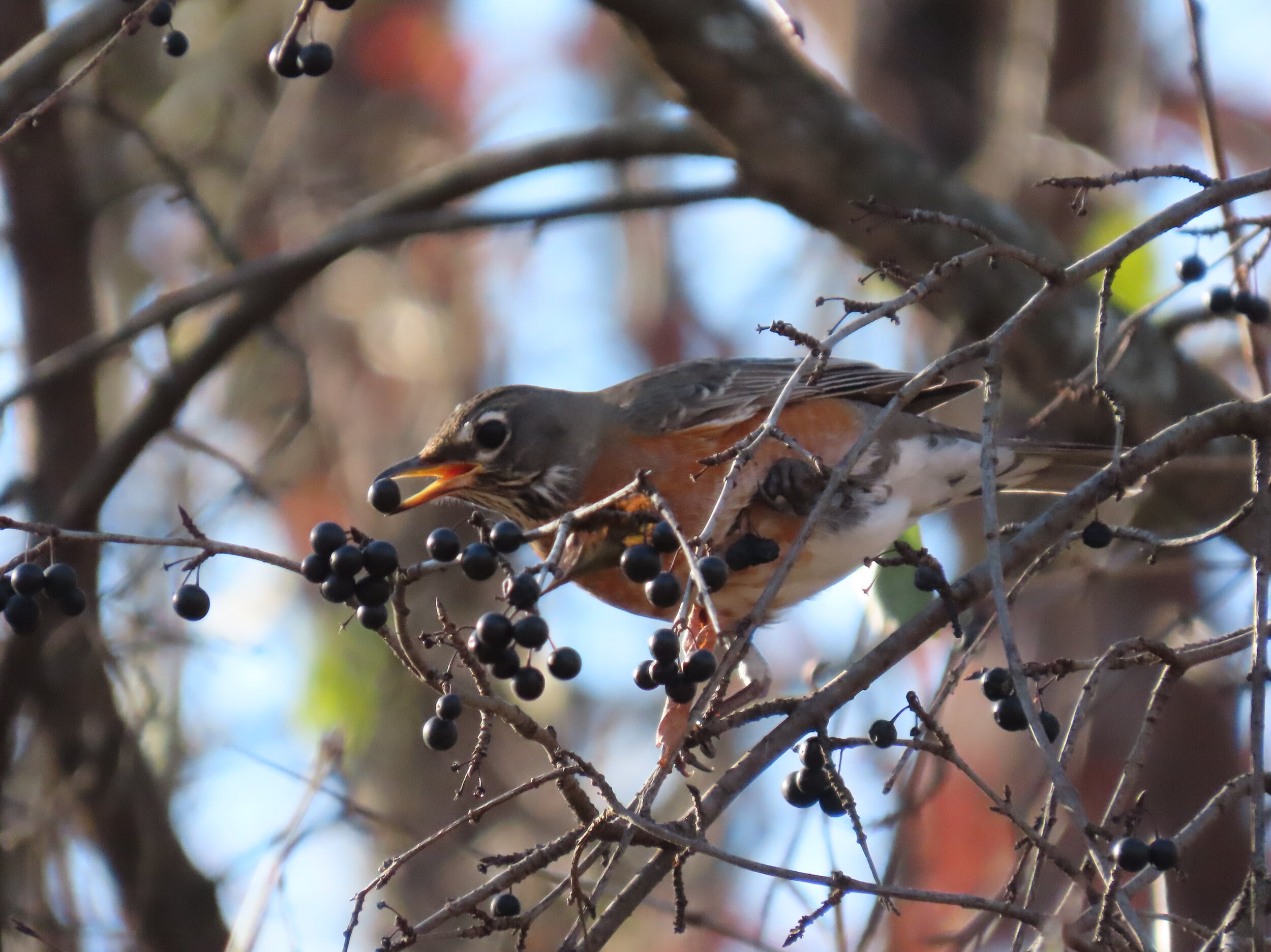 American robin eating berries